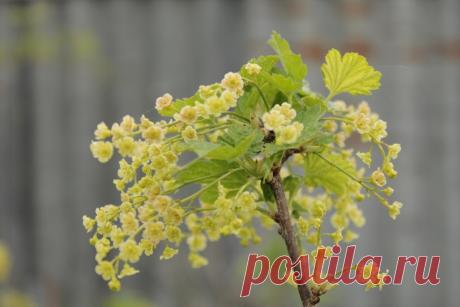 Цветёт белая смородина