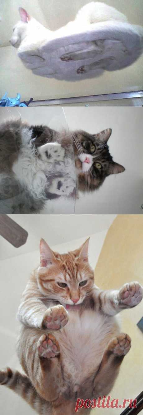 22 фото, доказывающих, что любому кошатнику нужен стеклянный стол | Все о наших питомцах