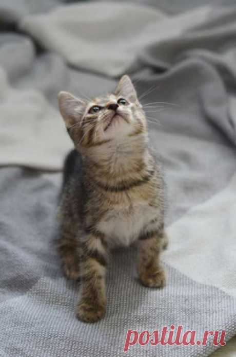 Любознательный котёнок Дымок в добрые руки! — животные в дар | Птичка.ру