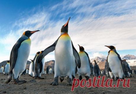 Пингвины — это ласточки, которые ели после шести
