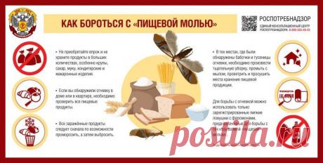 Пищевая моль - как избавиться от моли на кухне, средства