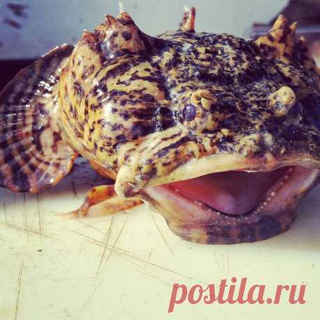 mike trainor в Instagram: «Why this toadfish look like he just told a bad joke?
#opsanustau #buzzardsbay #gonefeeshin» 28 отметок «Нравится», 4 комментариев — mike trainor (@jinjaturtle7) в Instagram: «Why this toadfish look like he just told a bad joke?
#opsanustau #buzzardsbay #gonefeeshin»