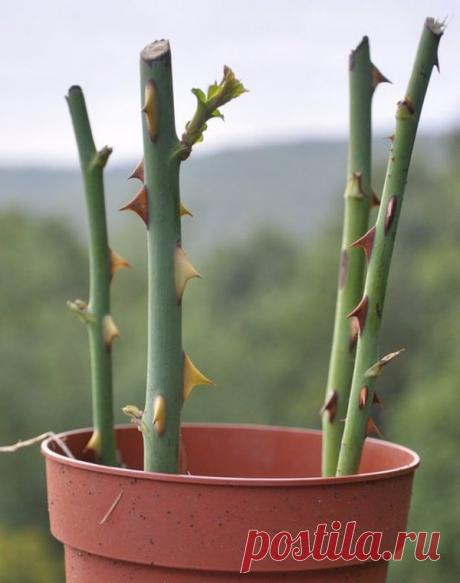 Размножение садовых цветов: своими руками, черенками, посадка, уход