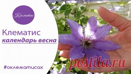 Клематисы - хобби на всю жизнь: Уход за клематисами весной - клематис календарь