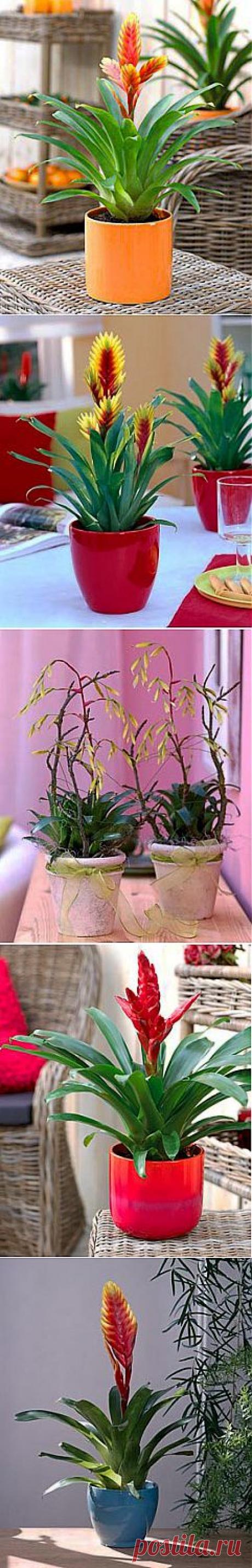 Вриезия — уход, разведение, возможные трудности | GreenHome