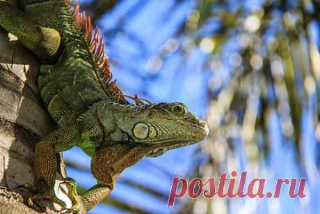 Игуана упала на занимавшегося йогой мужчину и расцарапала ему лицо. Игуана в США упала на мужчину, который занимался в парке йогой. Причиной падения рептилии стала драка с более крупным сородичем. При падении 13-килограммовая ящерица поставила мужчине синяк под глазом, разбила нос и губы. Американец, который готовился выполнить завершающую асану, сначала не понял, что произошло.