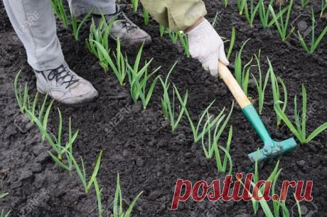 (75) Одноклассники