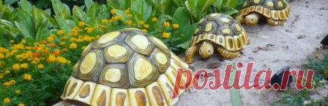 Как сделать черепаху своими руками для сада из цемента (бетона)