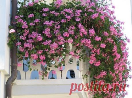 Балконные цветы – какие лучше выбрать