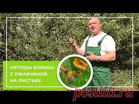 Ржавчина на листьях плодовых деревьев. Методы борьбы
