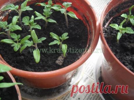 Рассада на туалетной бумаге и в целлофановом пакете - 24 Апреля 2015 - Сад, огород, дизайн | Красоты земли