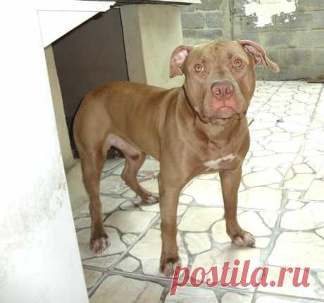 pitbull terrier for sale - Поиск в Google