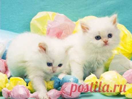 Cute&Cool Pets 4U: Красивые Кошки и Котята Картинки и Обои