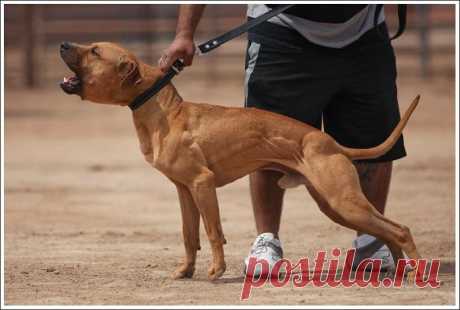 pitbull terrier kennel - Поиск в Google