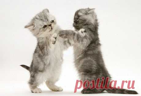 Cute&Cool Pets 4U: Кошки и котята играют в картинки и обои