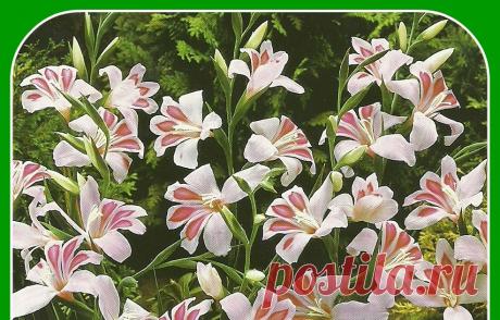 Выгонка гладиолусов зимой гладиолусы зимой,гладиолусы +на зиму,гладиолусы луковицы,как сажать гладиолусы,как правильно вырастить сохранить цветы