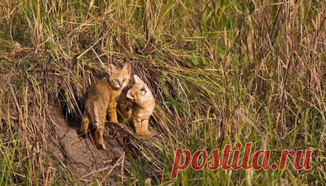 Камышовый кот, фото и описание4 Лапки
