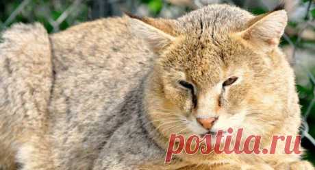 Камышовый кот, фото и описание4 Лапки