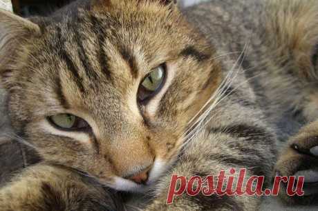 Камышовый кот, фото и описание4 Лапки