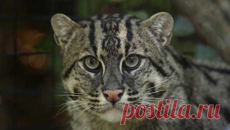 Камышовый кот, фото и описание4 Лапки