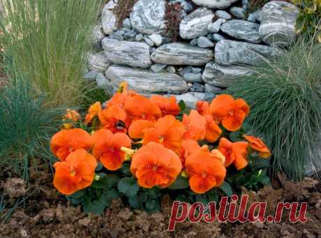 Многолетнее садовое растение Фиалка — фото, описание и уход. Основные виды и размножение растения