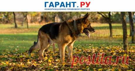 За СВОБОДНЫЙ ВЫГУЛ овчарки вне территории своего участка владелец заплатил почти 100 тыс. руб. В частности, в счет причиненного ущерба – около 3 тыс. руб., судебных расходов – почти 15 тыс. руб. и возмещения морального вреда – 80 тыс. руб.