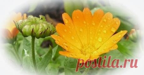 Цветки календулы лечебные свойства свойства календулы,
календула лечебные свойства,
календула полезные свойства,
календула полезные свойства +и противопоказания,