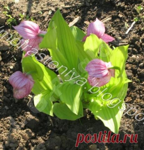 Майские работы в цветнике полезные советы, садовые цветы, цветы,как правильно вырастить сохранить цветы,все о цветах