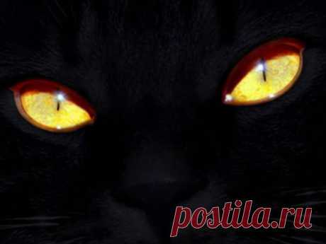 Обои Черный кот с желтыми глазами на рабочий стол, страница