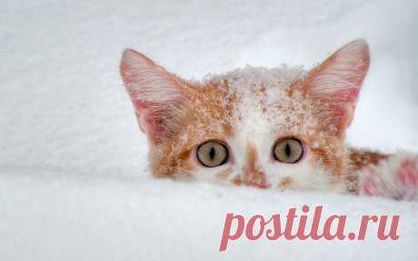 Обои Рыжа-белый котёнок лежит в снегу на рабочий стол, страница