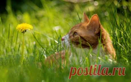 Обои Кот лежит в траве на рабочий стол, страница