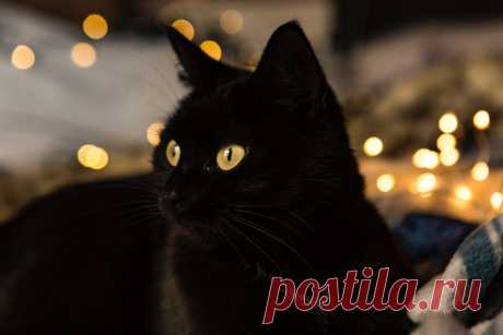 Обои Черная кошка на фоне боке, by Diana Parkhouse на рабочий стол, страница