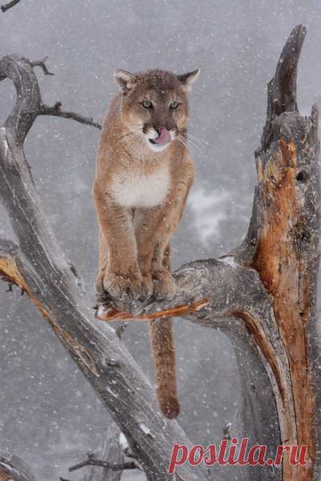 Фото Пума сидит на ветке дерева, под снегопадом, страница