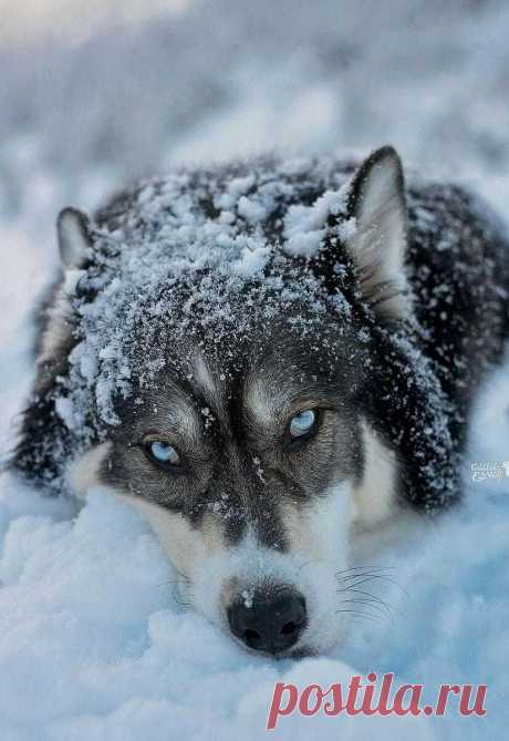 Фото Волк на снегу, страница