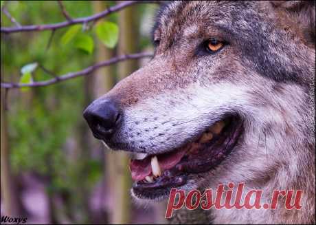 Фото Морда волка крупным планом, by woxys, страница