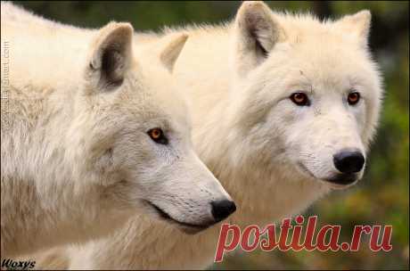 Фото Два белых волка, by woxys, страница