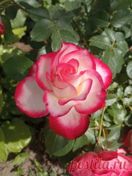 ღМожно ли черенковать розы зимой| Мой простой метод укоренения черенков роз в домашних условиях