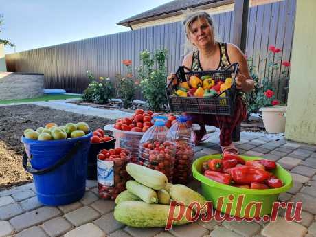 Лучшие низкорослые сорта томатов, которые завалят урожаем. Не требуют подвязки и пасынкования | Вдали от города (огород + подсобное хозяйство) | Дзен