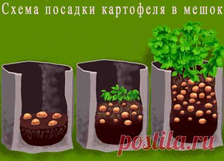 Выращивание картофеля в мешках – пошаговая инструкция. Посадка, уход, преимущества и недостатки
