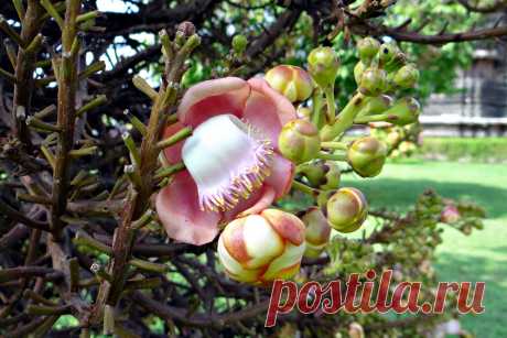 tree-branch-blossom-plant-fruit-flower-food-produce-botany-flora-shrub-buds-india-flowering-plant-couroupita-guianensis-cannonball-tree-woody-plant-land-plant-couroupita-halebidu-nagkeshar-1102655.jpg (3461×2307)