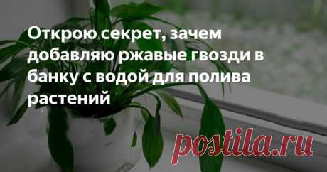 Как старые ржавые гвозди могут помочь садоводам