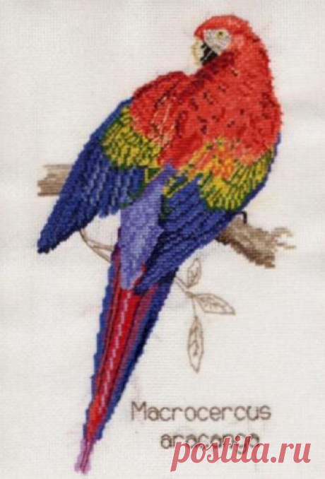 Rojo Y Amarillo / Azul Y Amarillo guacamayos, Africana Gris Loros Cross Stitch Kits 14s | eBay