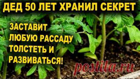 Я обалдел! 1 ложка заставляет любую рассаду толстеть и активно развиваться! Рассада коренастая!