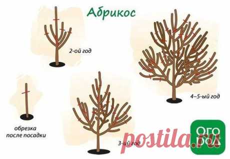 Обрезка абрикоса осенью – схемы и полезные советы для начинающих | В саду (Огород.ru)