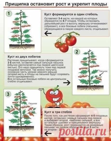 Зачем прищипывают томаты? К моменту налива плодов на первой кисти... | Интересный контент в группе Дачный советник