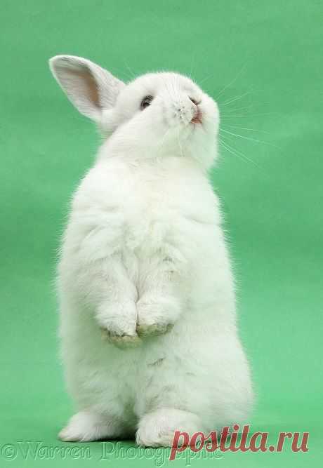 rabbit standing | WP38998 White rabbit standing up on green background.