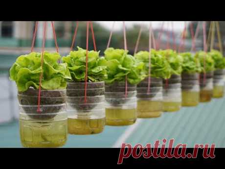 Выращивание салата в висячем саду без полива, высокая производительность