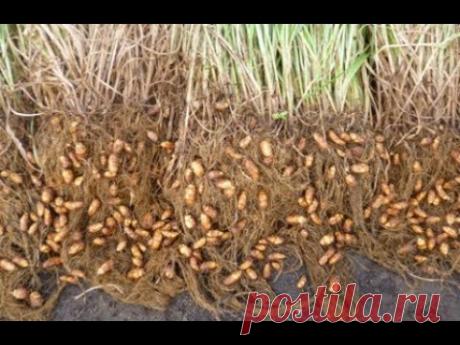 Чуфа (тигровый орех). Аналитика сезона.