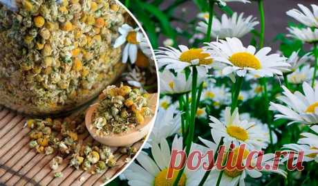 Непахучая ромашка (Tripleurospermum inodorum) – это не просто сорняк, а ценное лекарственное растение с множеством полезных свойств. Она используется в