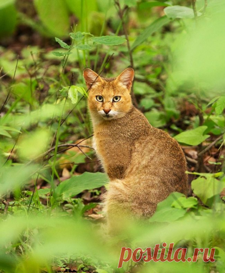 Камышовый кот является идеальным выбором для любителей экзотики